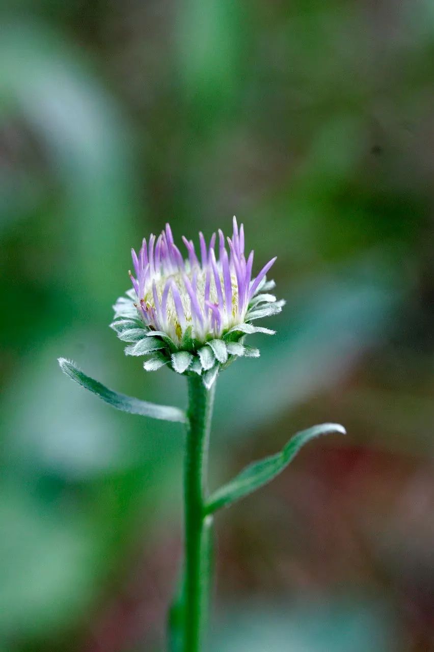 五种健康野菜常食养生,春天必吃的10大黄金野菜