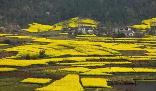 汉中最美油菜花节开幕,汉中油菜花节开幕式视频2020