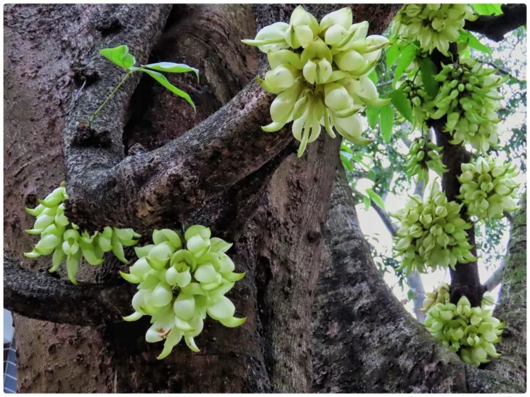 七星岩禾仙岛黄花铃木,七星岩黄花风铃四季变化