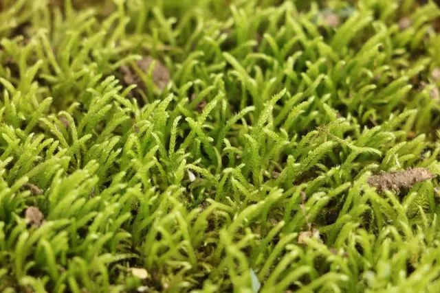 机构上百元的自然课程~春日踏青最常见的，孩子想知道的都在这里！大自然拓荒者小矮人~