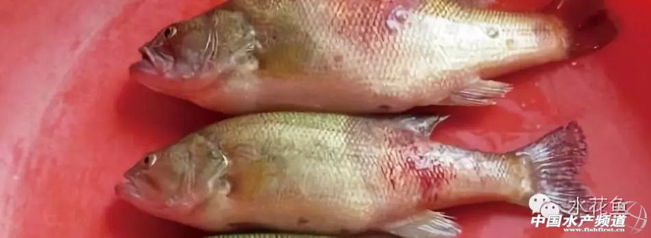 冬末初春，赤皮水霉及其并发症特别要注意