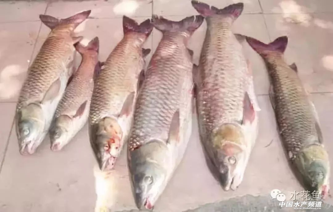 冬末初春，赤皮水霉及其并发症特别要注意