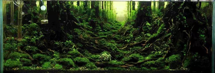 ada2021造景大赛第一名高清图,22年ada造景大赛