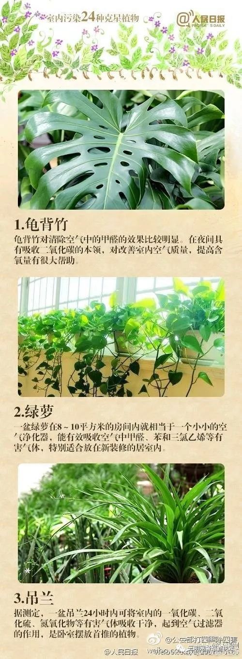 吸甲醛第一名绿植,央视公认除甲醛植物