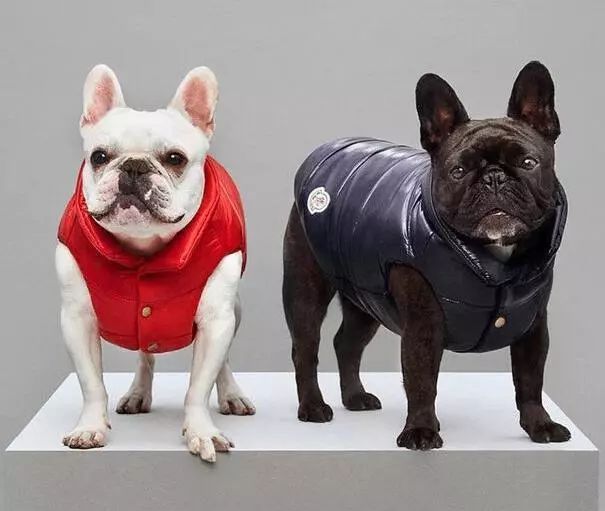 穿西装的宠物狗走路,穿moncler的男生