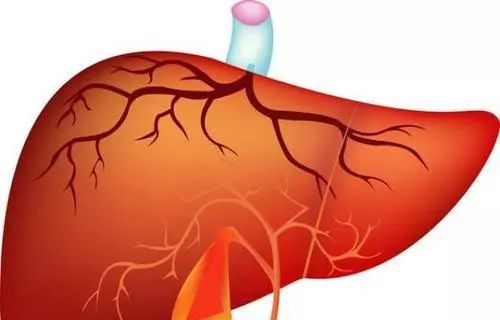 春季养肝六建议肝气血顺畅必强健,春季清肝明目养肝护肝喝什么汤好