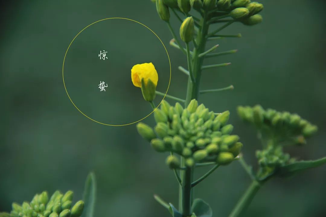 今日惊蛰！这条河已经悦动春的旋律～