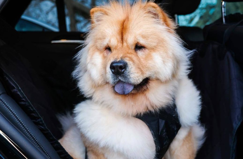 养好小型犬,养好一只狗不容易