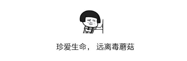 2017毒蘑菇中毒指南,广东进入毒蘑菇高发季节