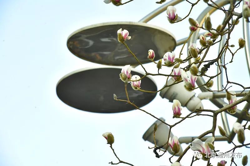 美得不像话！通州玉兰花开早腊梅绽放报春来