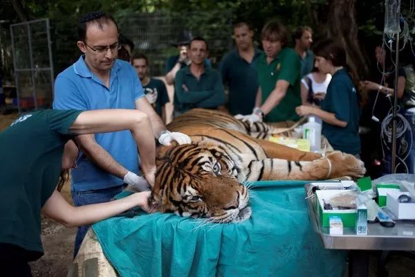 中医治狗病,中医能治狗骨科吗