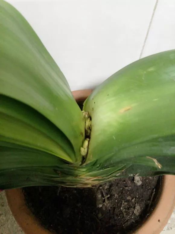 怎样预防和处理君子兰夹箭问题,君子兰夹箭最有效的处理办法