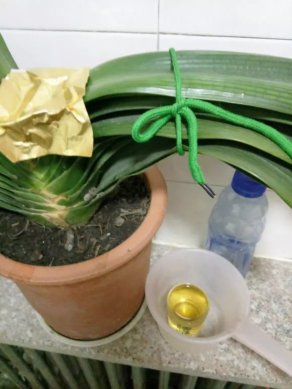 怎样预防和处理君子兰夹箭问题,君子兰夹箭最有效的处理办法