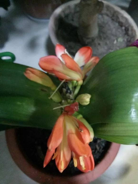 怎样预防和处理君子兰夹箭问题,君子兰夹箭最有效的处理办法