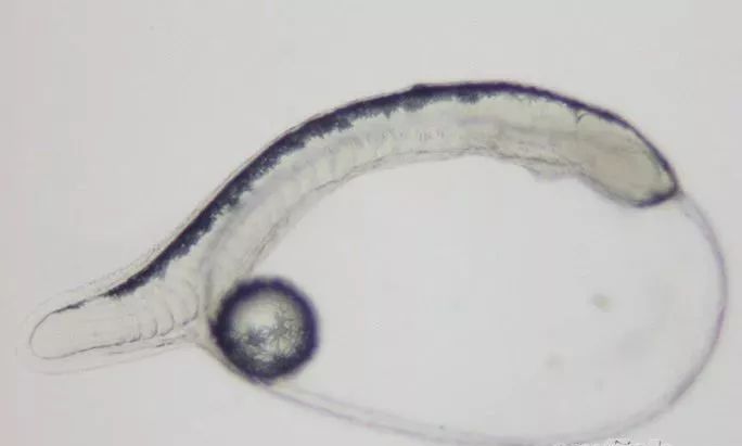 怎么样孵化火狐,火焰仙怎么孵化