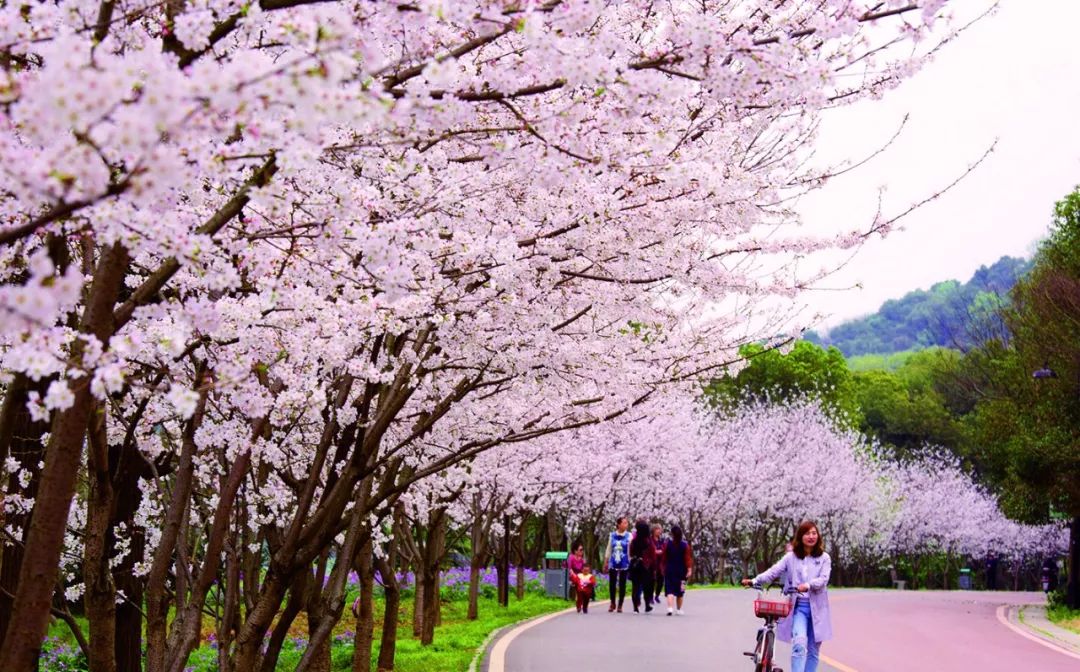 踏青赏花黄石,黄石境内有哪些适合踏青的好地方