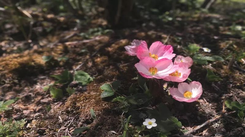 四姑娘山11月越野跑,2024四姑娘山云间花径越野跑