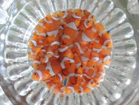 海水鱼得了白点病最快的治疗方法,鱼友分享鱼病大全