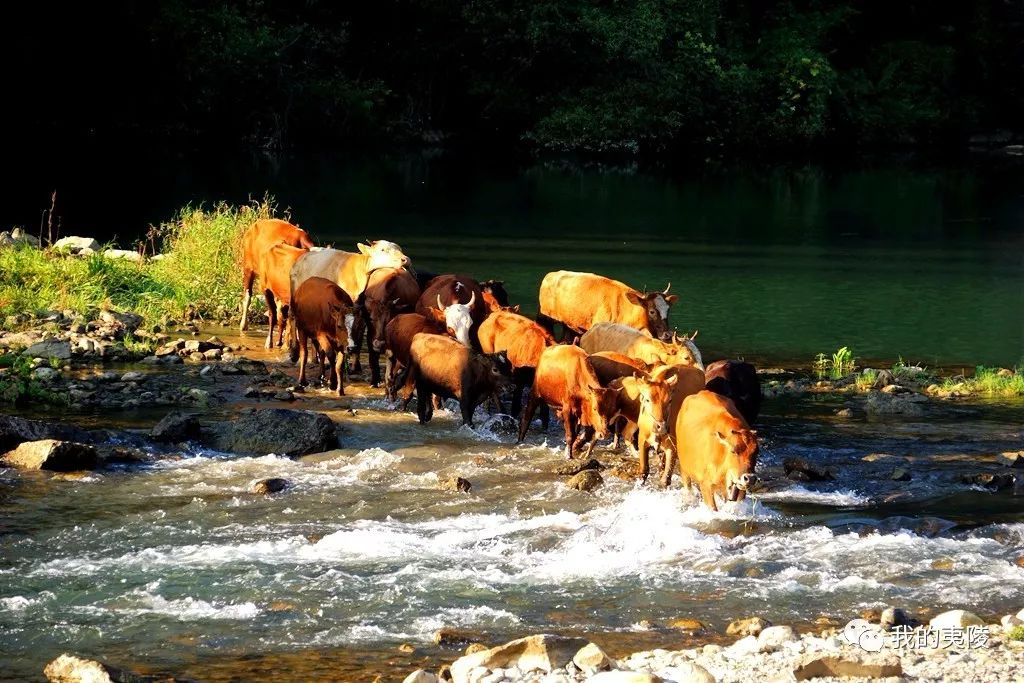夷陵美|冬去春来~