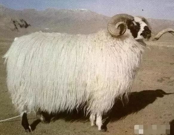 羊品种视频大全,福克羊品种大全