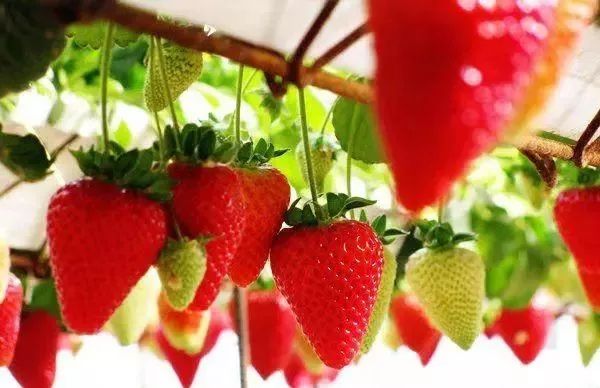 2019全国十大好吃草莓，上榜的企业和品牌都有谁？