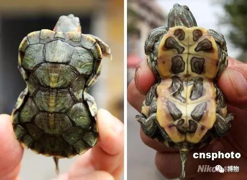 9102年了,别再用“人造”伤害动物和买家