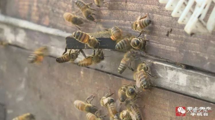 青春衡东：春来花开采蜜忙，欧金华沿着花的足迹迁徙