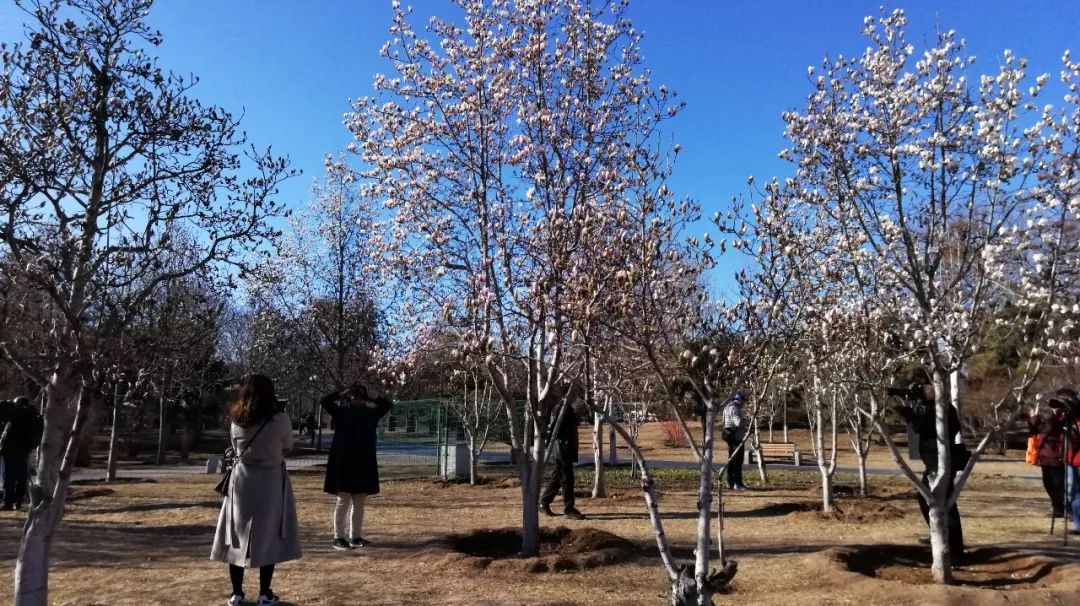 玉兰初绽,玉兰绽放春天如约而至