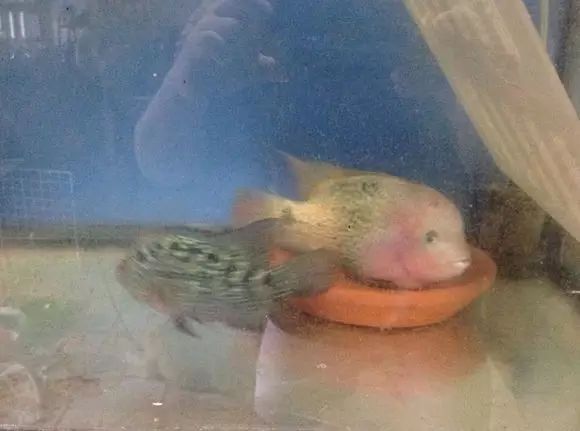 闆岄泟楸肩殑姝ｇ‘閰嶅鏂规硶,绉嶉奔濡備綍閰嶅