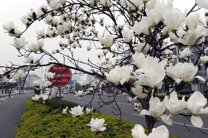 镇江春天一定要做的25件事，别辜负了大好*光春**！