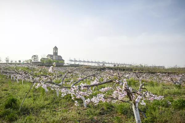 郑州周边踏青采摘野菜,郑州自驾踏青赏花好去处