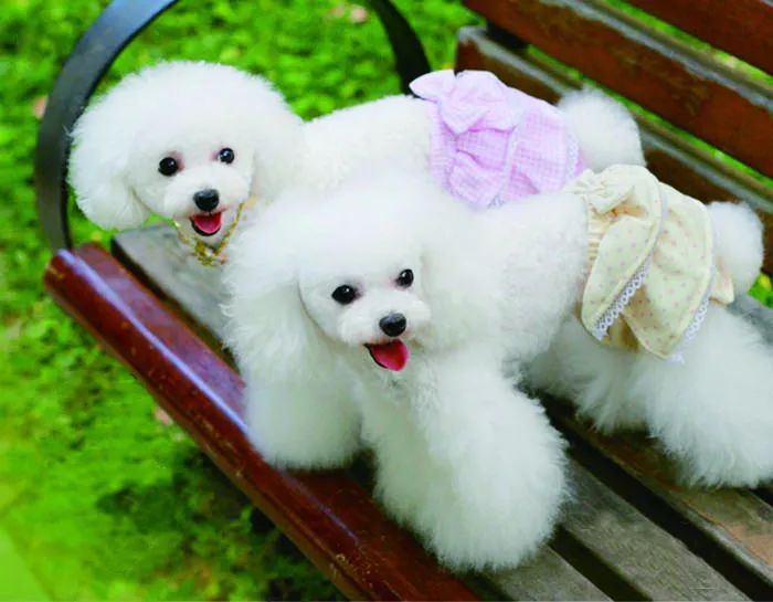 狗狗生理期可以穿生理裤吗,狗狗不喜欢穿生理裤怎么办