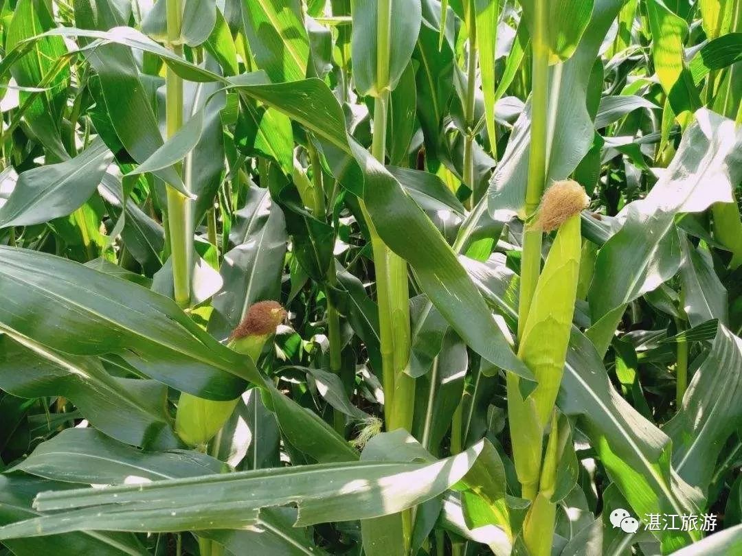 一月份湛江好去处,湛江适合几月份去