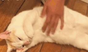 日本“吸油圣斗士”,1天1条,7天瘦出小蛮腰!酸酸甜甜,比果冻还好吃