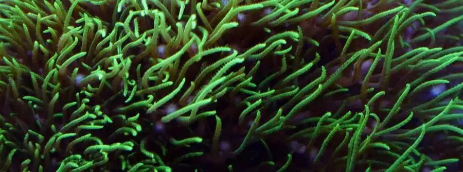 海水鱼缸微缸,如何打造一个海水缸