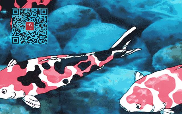 锦鲤鱼立鳞加温有用吗,锦鲤立鳞怎么回事