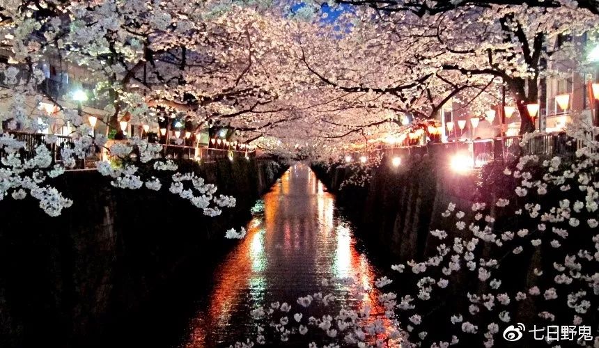 2019年日本大赏排行榜,2018全日本赏樱花旅游攻略