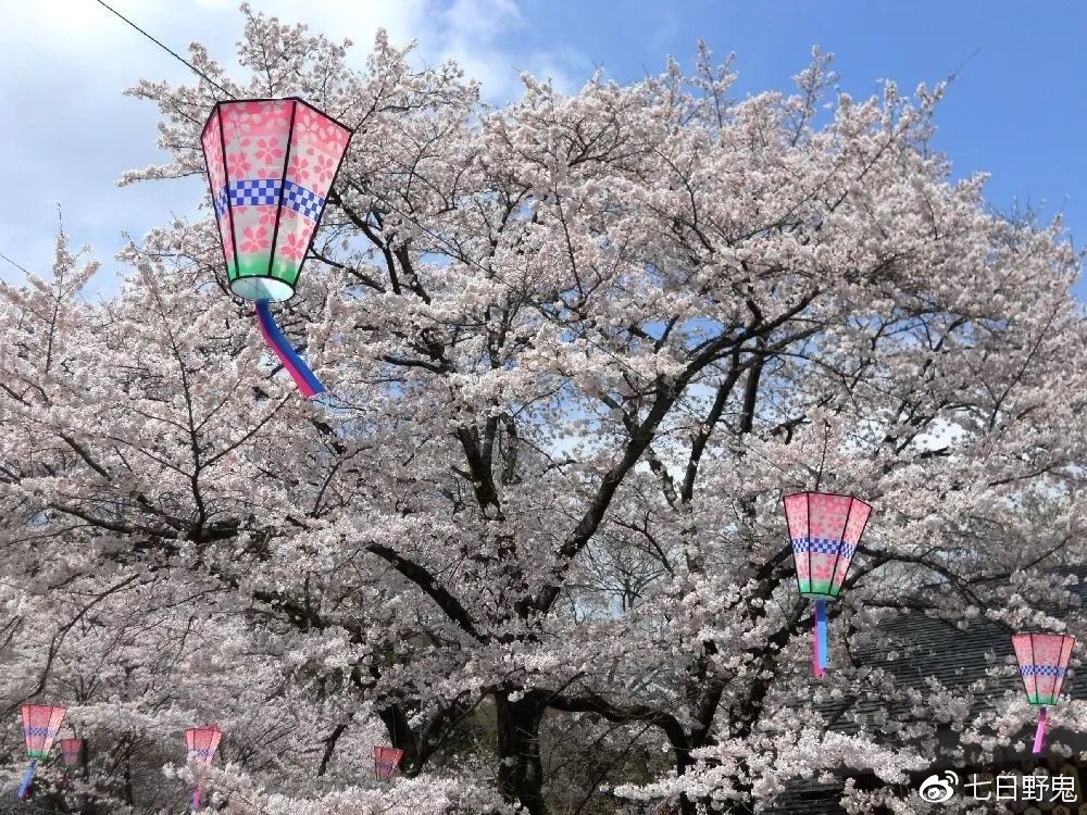 2019年日本大赏排行榜,2018全日本赏樱花旅游攻略