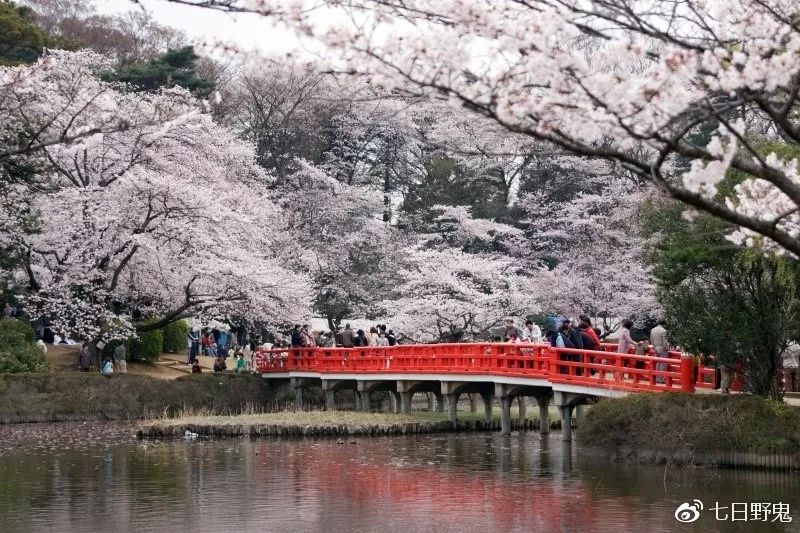2019年日本大赏排行榜,2018全日本赏樱花旅游攻略