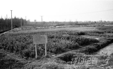特约记者行最新视频,特约记者行俯瞰荆州醉美油菜花海