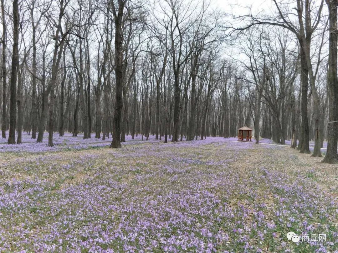 黄河故道50公里越野赛,徒步穿越黄河故道