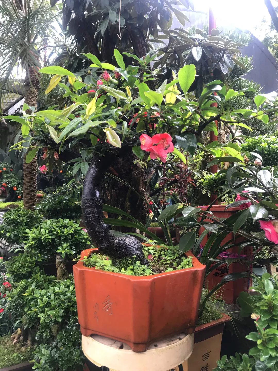 花色撩人,亲测德阳这两家花市,“花chi”去了就不想出来!