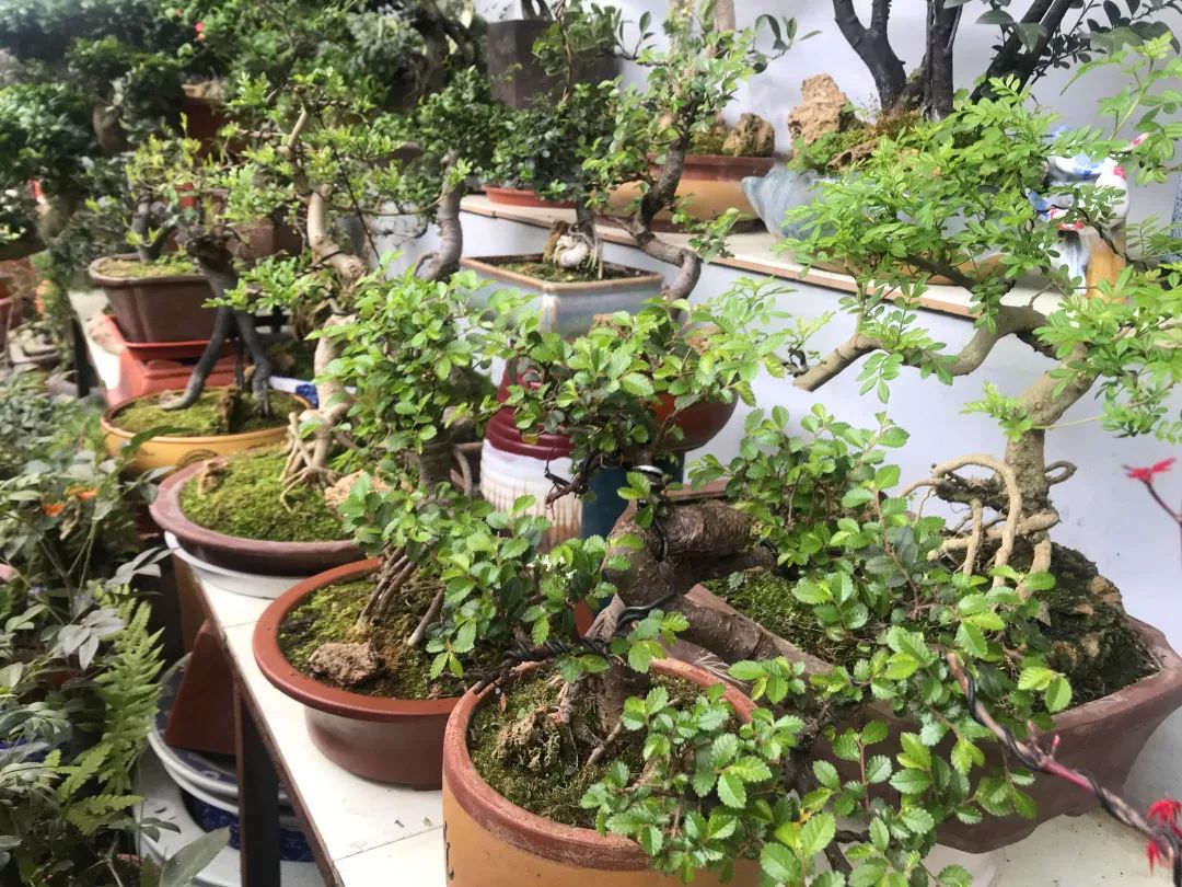 花色撩人,亲测德阳这两家花市,“花chi”去了就不想出来!