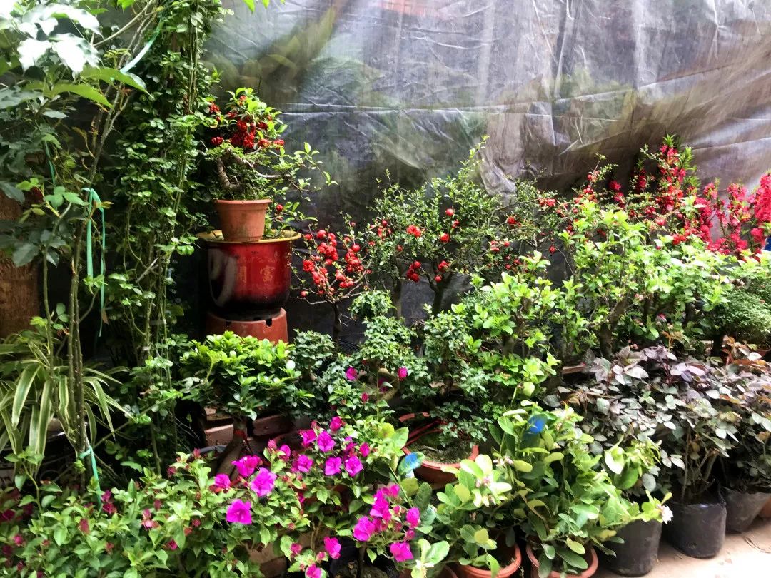 花色撩人,亲测德阳这两家花市,“花chi”去了就不想出来!