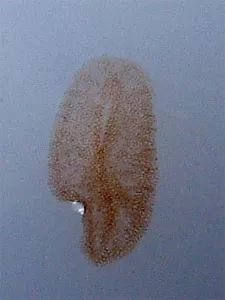 parasites寄生虫,sps虫