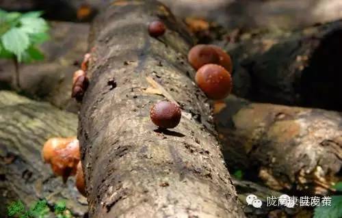 即刻出发旅游怎么样,康县自由行攻略