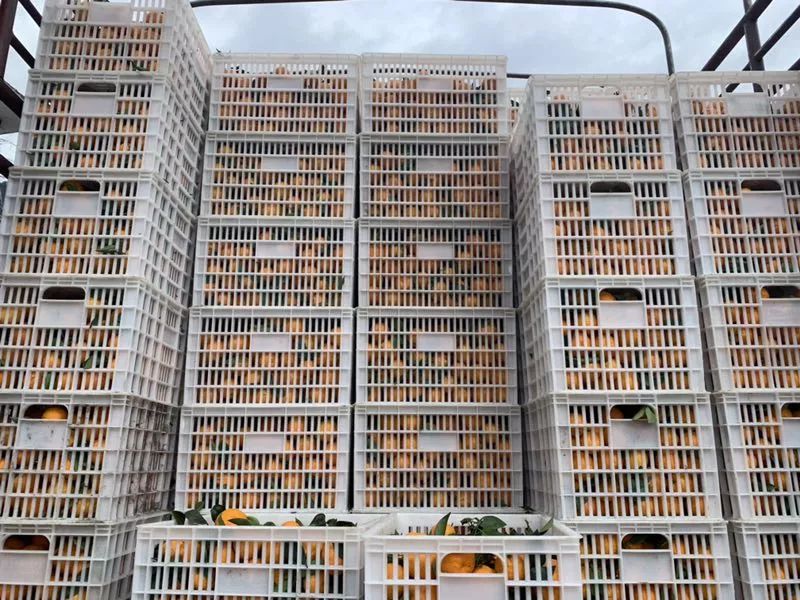 乡村振兴果园经济,乡村振兴的销路