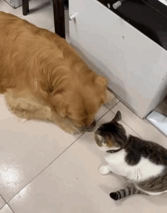 这只金毛老捉弄小猫咪，到底什么仇什么怨啊5555