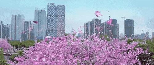 柳州2月花海景点,柳州花海打卡景观