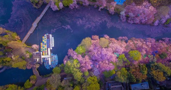 日本有关樱花的照片,日本最美樱花图